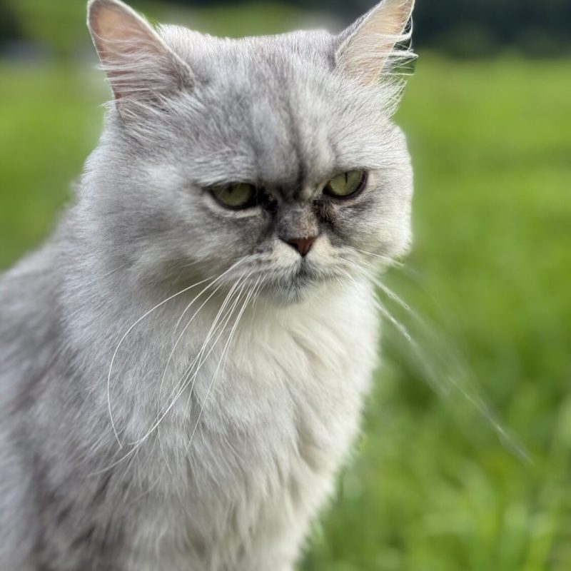 Besucher auf vier Pfoten