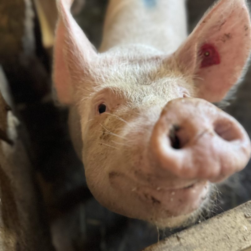 Rosa-farbene Bewohner